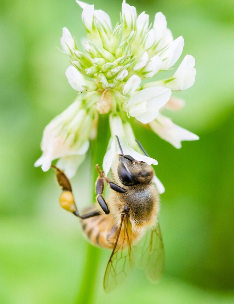 Busy as a bee...