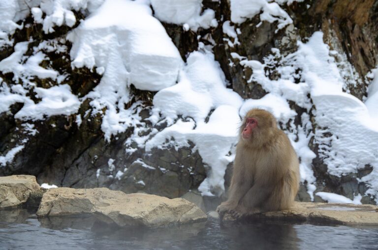 Snow monkeys. Winter Blues....