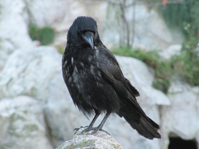 Crows are smart and go after one thing at a time.