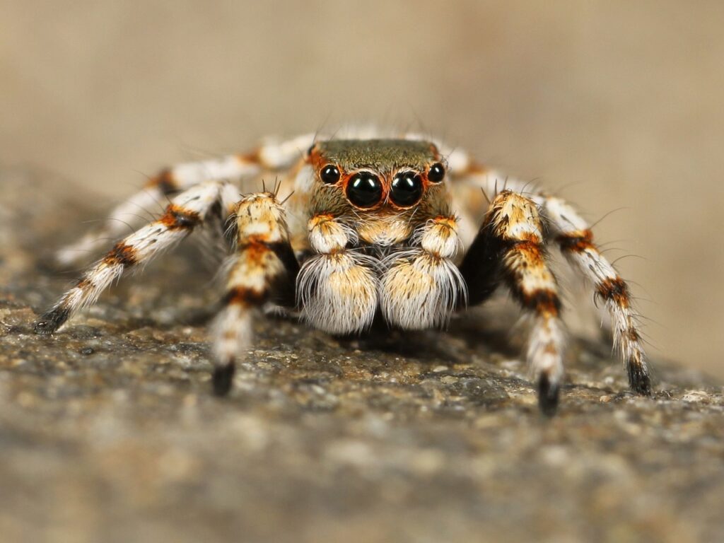 Spiders sit and wait and then work like crazy for a very short time.